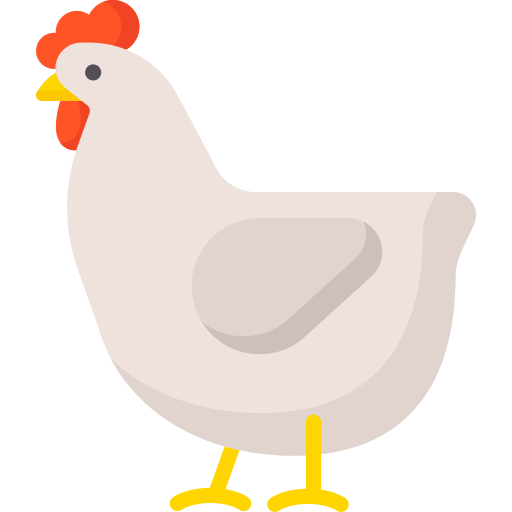Layer chicken